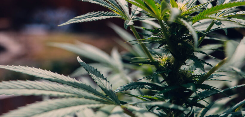 cannabis plant