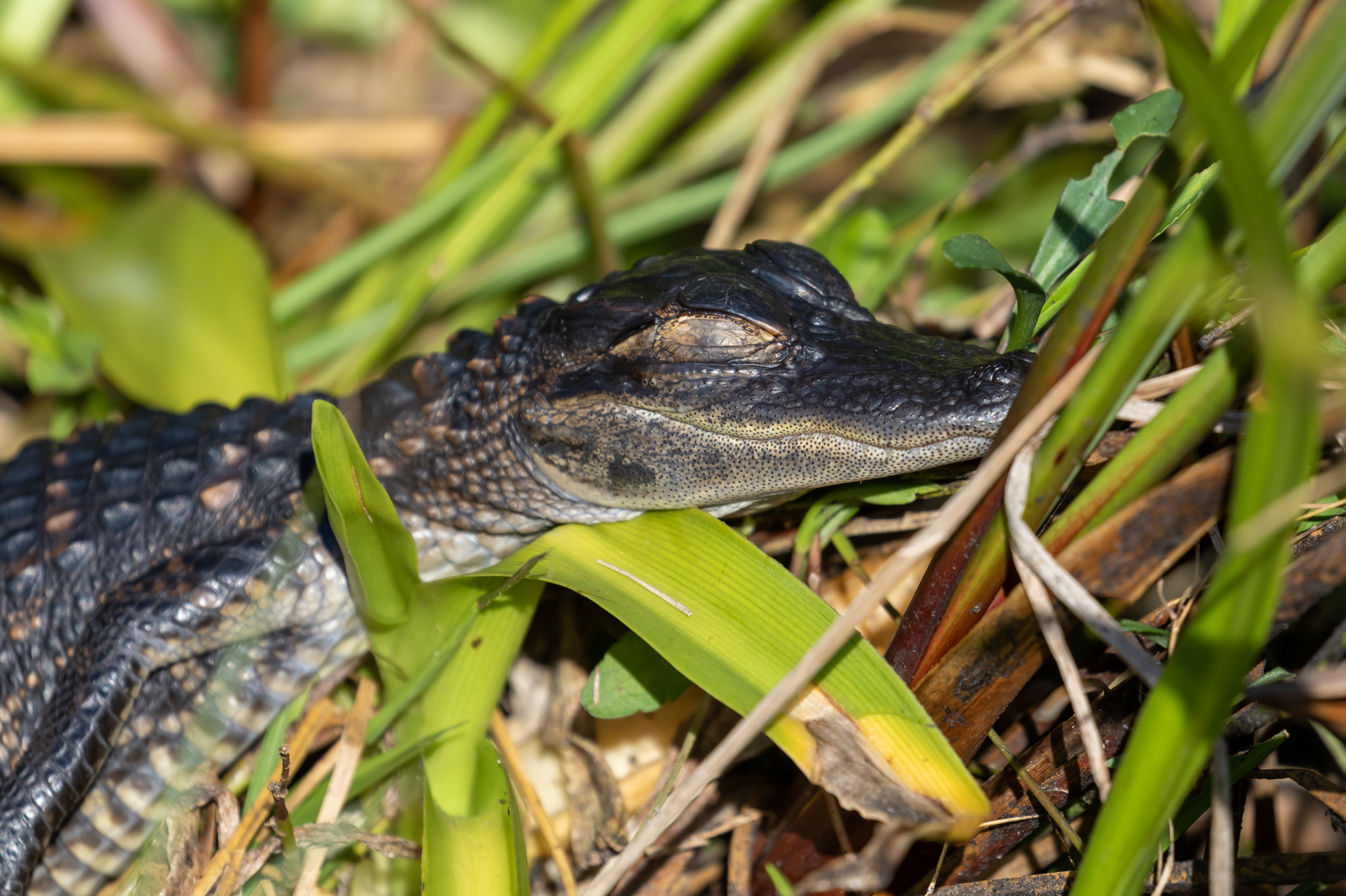 Baby alligator in the grass