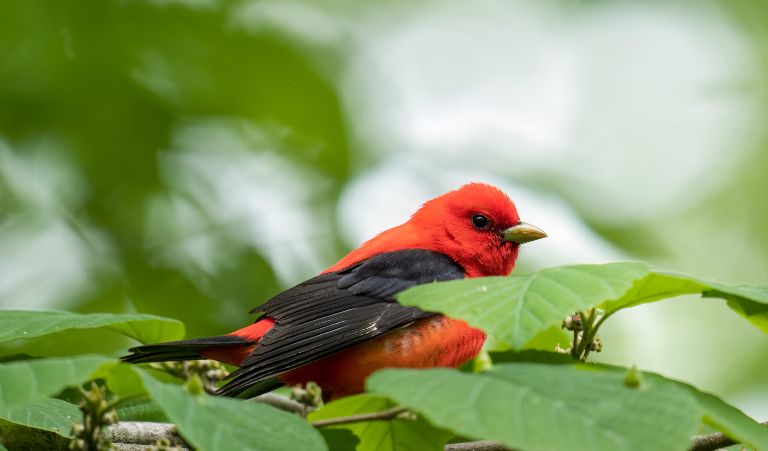 Red bird with black wings sits on a leafy branch