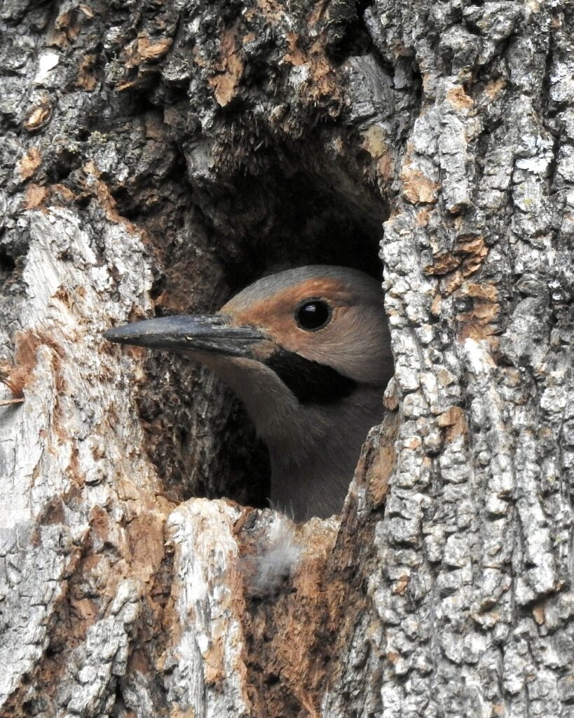 the face of a northern flicker peeks out of cavity in tree