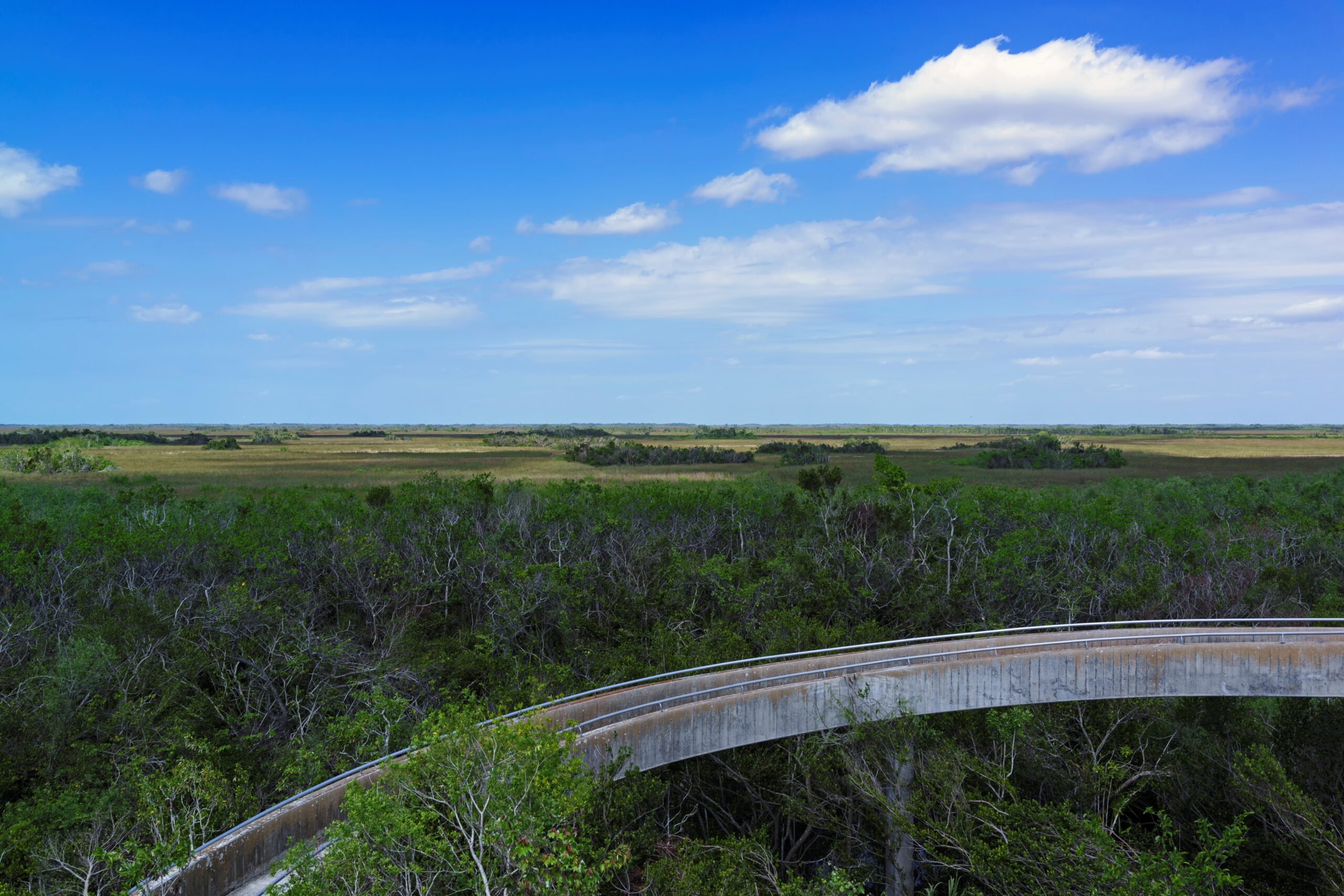 Trees of Shark Valley in Everglades National Park